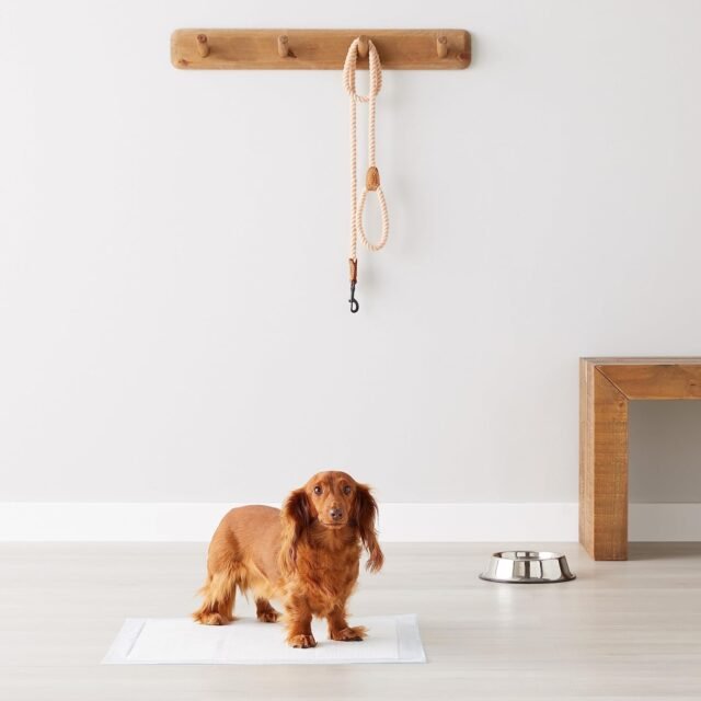  Puppy Training with Pee Pads