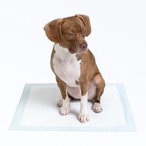  Easy Disposal and Hygiene Friendly